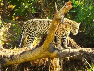 Footing Hotel -Jaguar-Safari